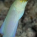jawfish_yellowhead_sh_nwp_v_0069_tci2518.jpg